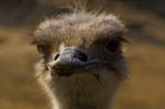 Ostrich Stock Photo