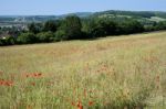 A Field Of Poppies In Kent Stock Photo