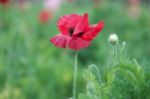 Poppy Stock Photo