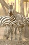 Zebra Stock Photo