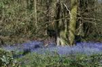 A Swathe Of Bluebells Stock Photo