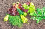 Vegetables Lying On The Ground Stock Photo