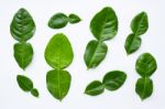 Bergamot Kaffir Lime Leaves Herb Fresh Ingredient Isolated On Wh Stock Photo