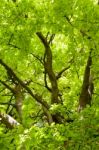 Close-up Of A Beech (fagaceae) Tree In An English Garden Stock Photo