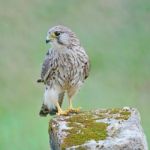 Female Common Kestrel Stock Photo