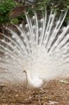 White Peacock Stock Photo