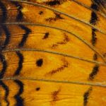 Orange Butterfly Wing Stock Photo