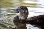 Head Of A Duck Stock Photo