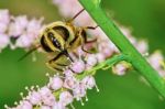 A Bee Collects Nectar Stock Photo