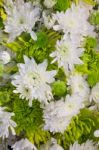 Beautiful White Chrysanthemum Flower Blooming Stock Photo