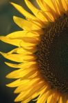 Sunflowers In A Field In The Afternoon Stock Photo