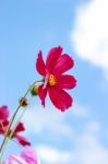 Colorful Cosmos Flower Blooming In The Field Stock Photo