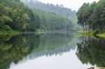 Nature Landscape At Morning Of Lakes And Pine Forests Stock Photo