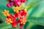 Asclepias Curassavica Flower Stock Photo