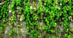 The Wall With Vine And Grass, Green Grass And Vine On The Wall Stock Photo