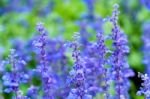 Purple White Salvia Flowers Close Up Stock Photo