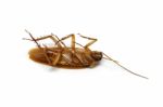 Cockroach On White Background Stock Photo