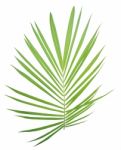 Palm Leaf Isolated On White Background Stock Photo