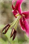 Digital Watercolour From Photograph Of A Red Lily Stock Photo