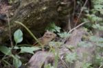 The Curious Cute Little Chipmunk Stock Photo