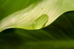 Leaf With Water Drop Stock Photo