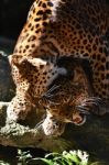 Leopard Breeding Stock Photo