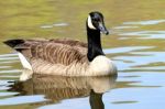 Canada Goose Stock Photo