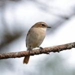 Female Grey Bushchat Stock Photo