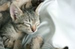 Adorable Funny Cute Kitten Cat Close Eye Sleep Tight With Brother Sister On White Grey Soft Cloth Bed At Home Stock Photo