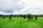 Tree On Lawn With Sky Stock Photo