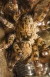 Zoropsis Spinimana Spider Stock Photo