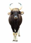 Gaur Stock Photo