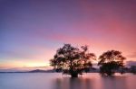 Mangrove Trees Sunset Stock Photo