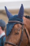 Jumping Horse Head Stock Photo