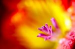 Freesia Extreme Close-up Stock Photo