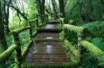 The Wooden Walkway In Rain Forest Stock Photo