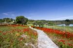 Red Poppy Flower Field Stock Photo