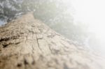 Close Up Of Big Tree In Soft Color Stock Photo