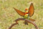 Chestnut-headed Bee Eater Stock Photo