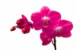 Orchid Isolated On White Background Stock Photo