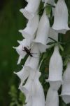 White Foxglove Stock Photo