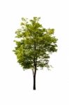 Green Tree On A White Background Stock Photo