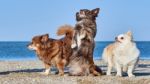 Chihuahua Dances In Front Of Two Of His Buddies Stock Photo