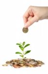 Money And Plant Stock Photo