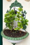 Plant In A Old Water Basin In St Wolfgang Stock Photo