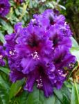 Close_up Of A Rhododendron Covered With Raindrops Stock Photo