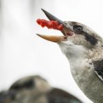 Kookaburras Fighting For Food During The Day Stock Photo