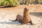 Sea Lion In Galapagos Islands Stock Photo