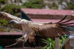 Benalmadena, Andalucia/spain - July 7 : Juvenile Andean Condor ( Stock Photo