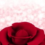 Rose With Bokeh Background Stock Photo